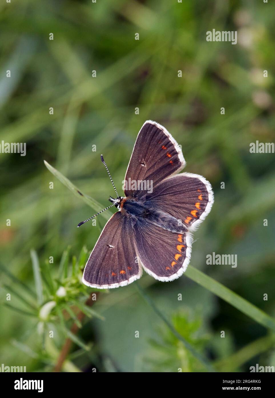 Northern Brown Argus. Latterbarrow Nature Reserve, Witherslack, Cumbria, England. Stock Photo