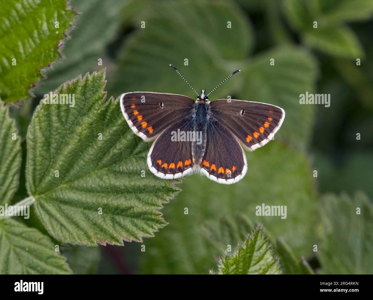 Northern Brown Argus. Latterbarrow Nature Reserve, Witherslack, Cumbria, England. Stock Photo