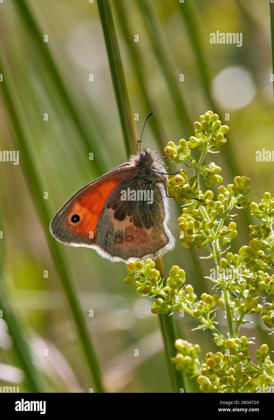 Small Heath perched on Lady's Bedstraw. Molesey Reservoirs Nature Reserve, West Molesey, Surrey, England. Stock Photo