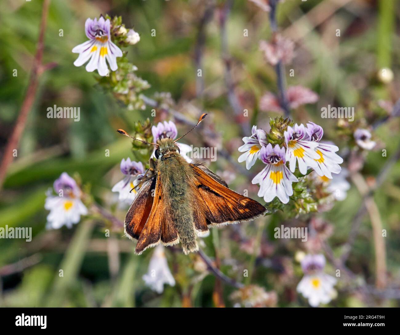 Silver-spotted Skipper nectaring on Common Eyebright. Denbies Hillside, Ranmore Common, Surrey, England. Stock Photo