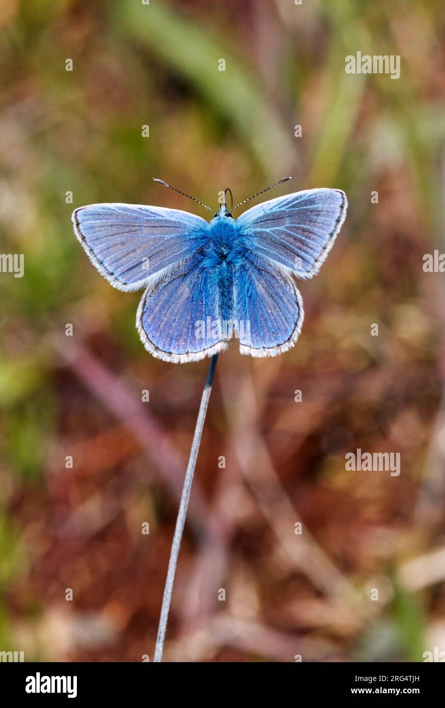Common Blue male. Molesey Reservoirs Nature Reserve, West Molesey ...