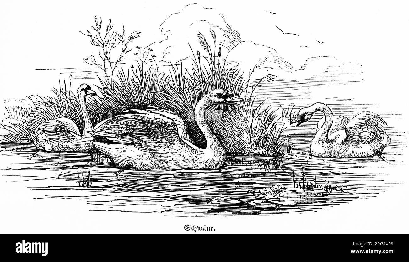 Swans swimming on a lake, wild animals and hunting scenes,, historical Illustration about1860 Stock Photo