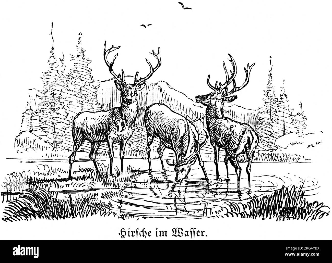 Stags in landscape and lake drinking water, wild animals and hunting scenes,, historical Illustration about1860 Stock Photo