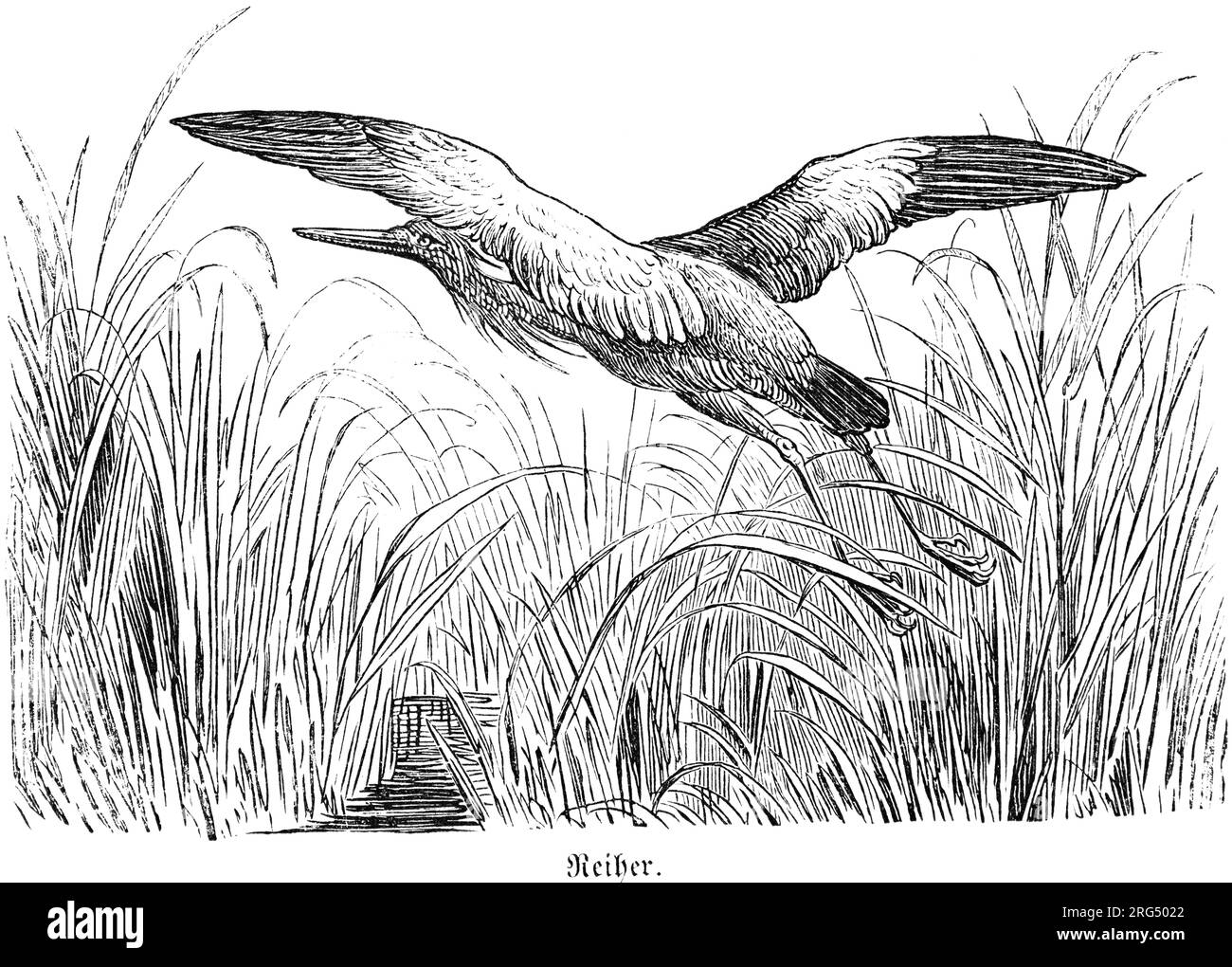 An egret flying away from a lake between reed,, Reiher, wild animals and hunting scenes,, historical Illustration about1860 Stock Photo