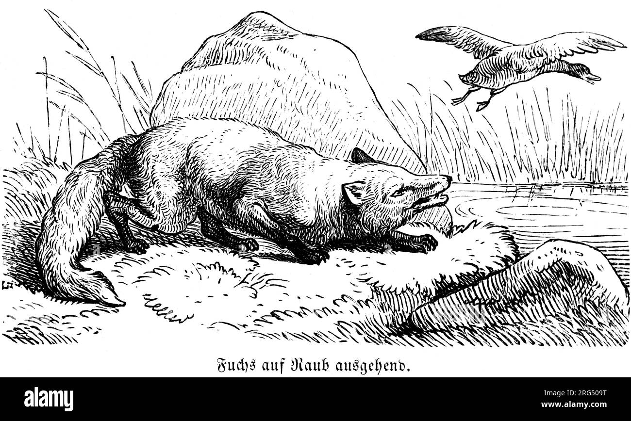 Fox hunting a goose or duck at the lakeside, wild animals and hunting