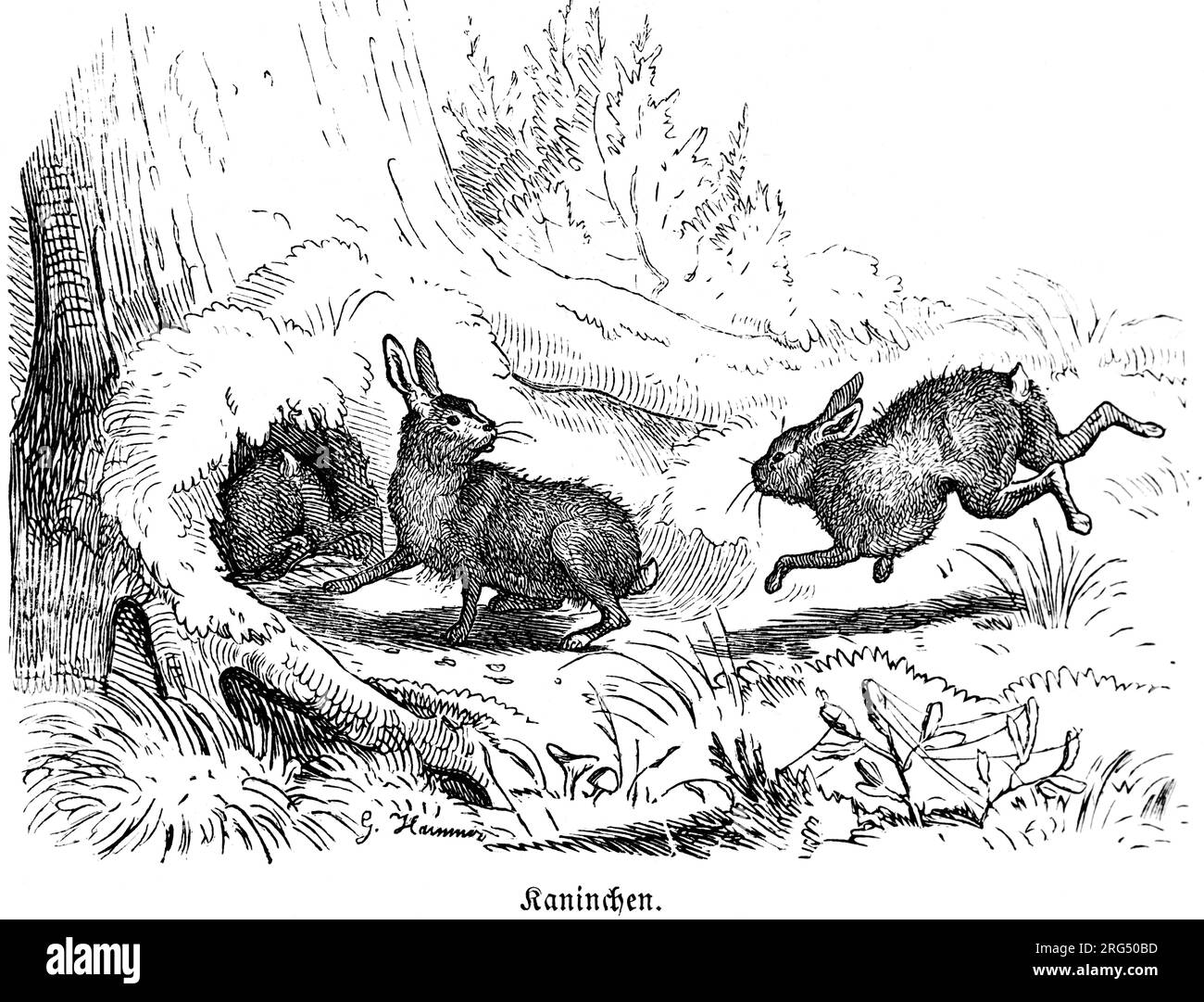 Rabbit Burrow Drawing