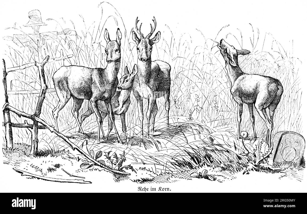Group of deer with a fawn in a corn field, wild animals and hunting scenes,, historical Illustration about1860 Stock Photo
