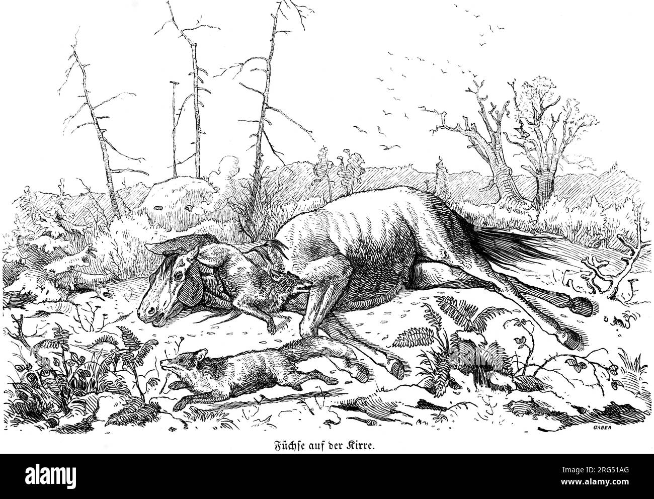 Fox hunt with an old horse to lure them, shooting from a hut,  wild animals and hunting scenes, historical Illustration about1860 Stock Photo
