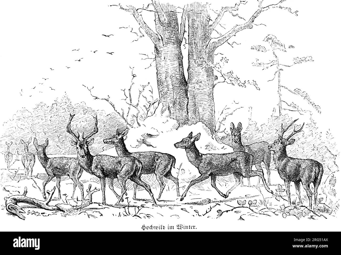 Big game in wintertime, Hochwild, wild animals and hunting scenes,, historical Illustration about1860 Stock Photo
