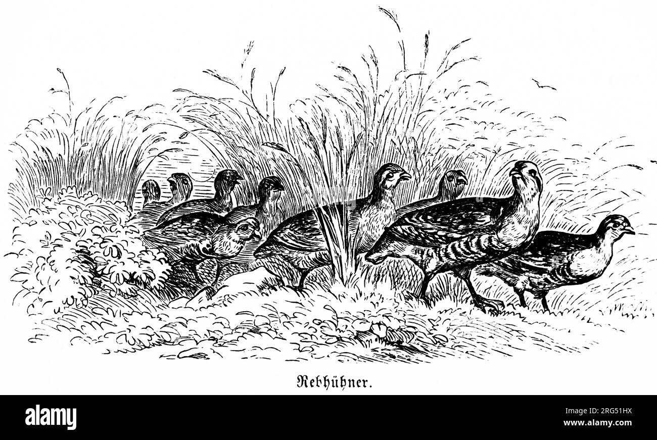 Group of partridges in a field, Rebhühner, wild animals and hunting scenes,, historical Illustration about1860 Stock Photo