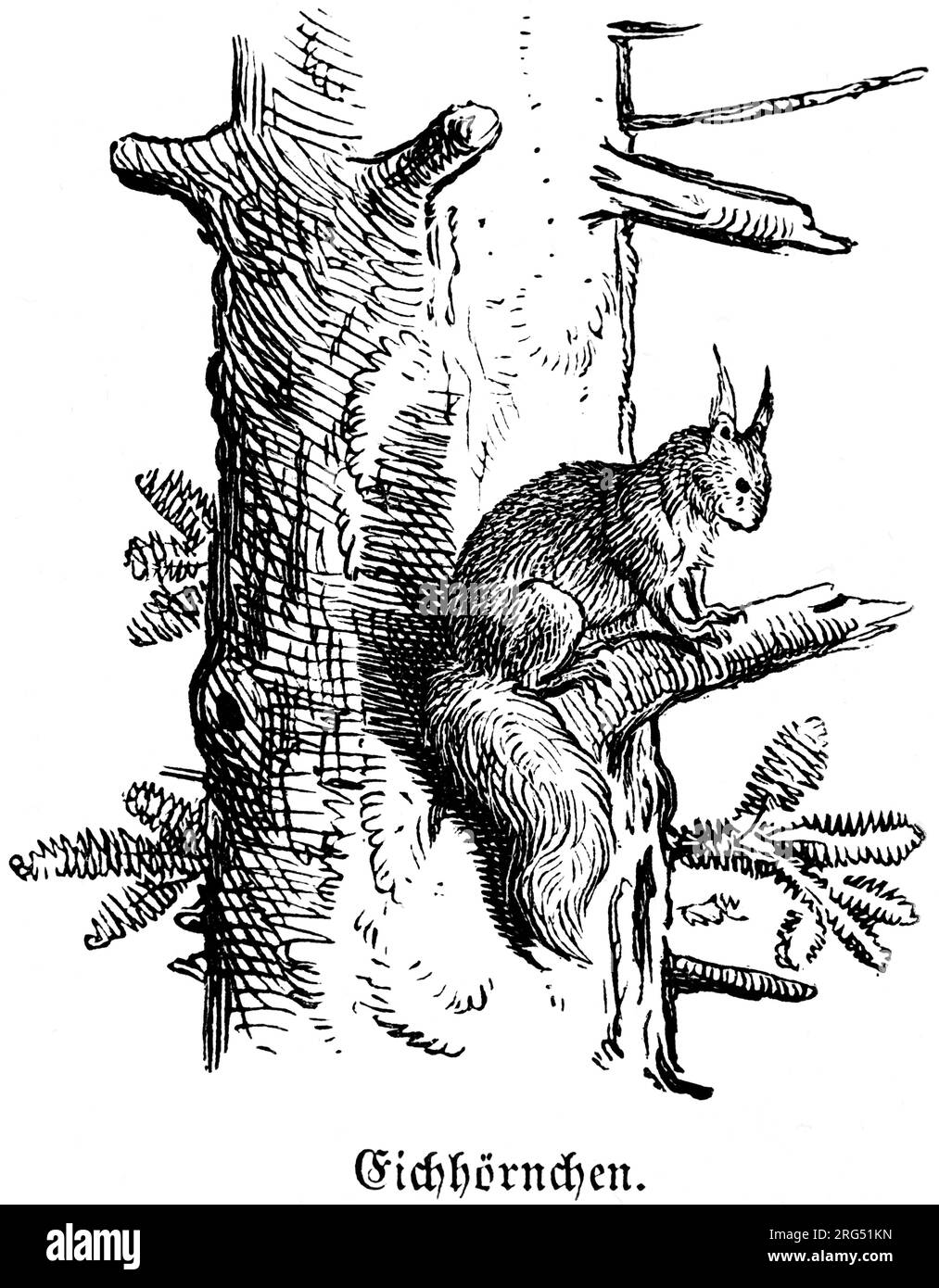 Squirrel /Sciulus vulgaris), Eichhörnchen, wild animals and hunting
