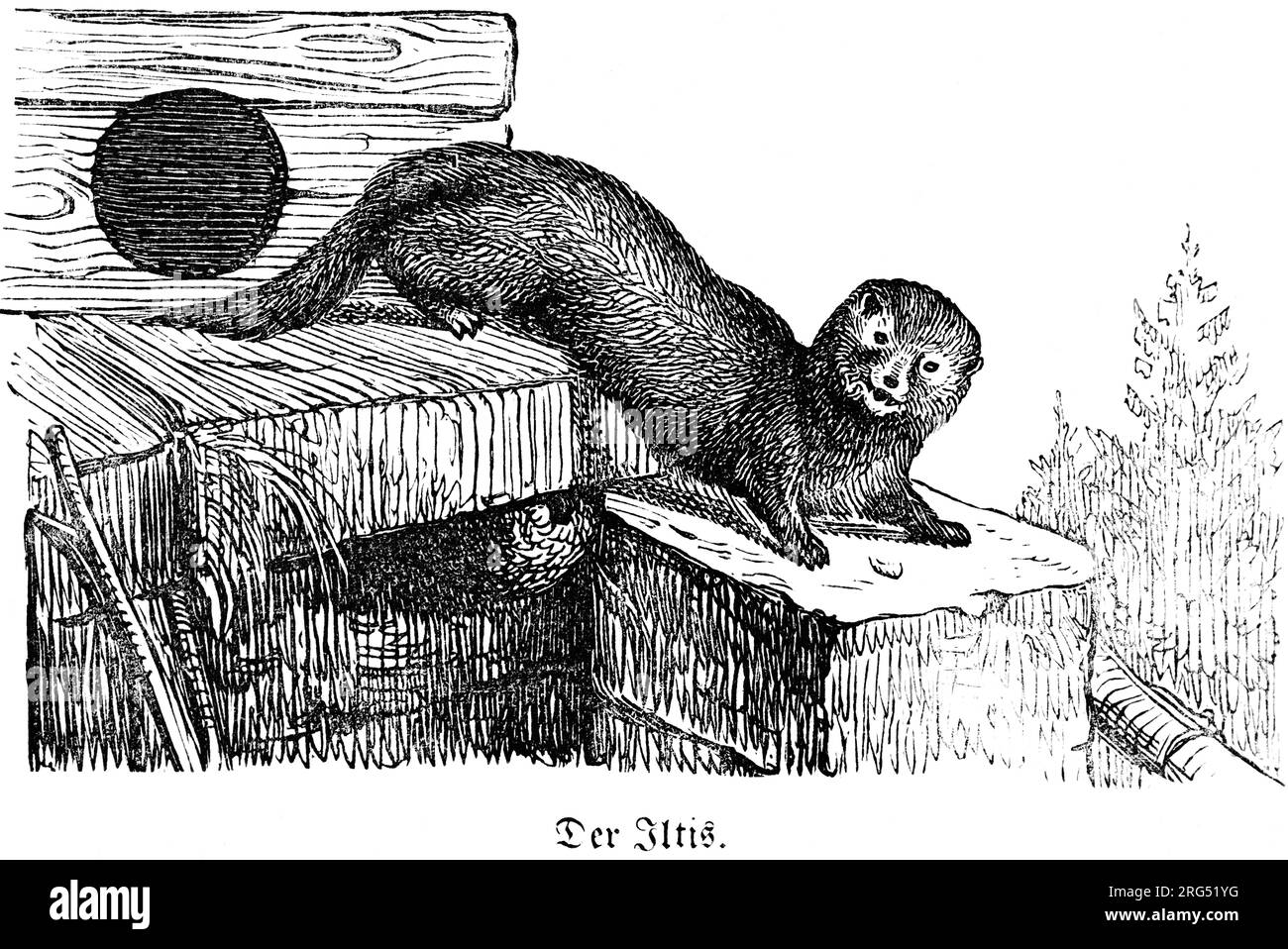European polecat, Iltis, wild animals and hunting scenes,, historical Illustration about1860 Stock Photo