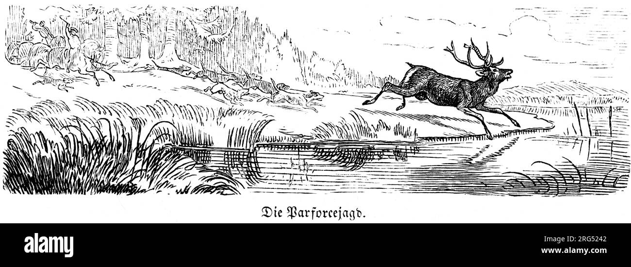 The coursing, Parforcejagd,  hunting deer, wild animals and hunting scenes,, historical Illustration about1860 Stock Photo