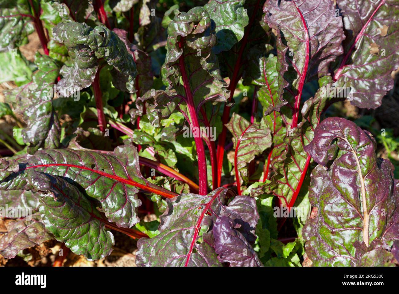 Beta vulgaris (beet) is a plant which is included in Betoideae subfamily in the Amaranthaceae family. It is the economically most important crop of th Stock Photo