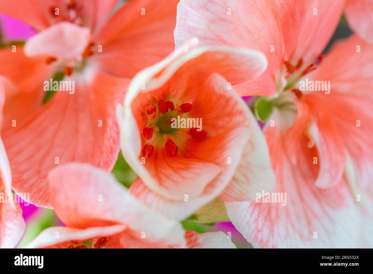 Geranium, Pelargonium, Geranium, genus, macro shot showing bloom, abstract Stock Photo