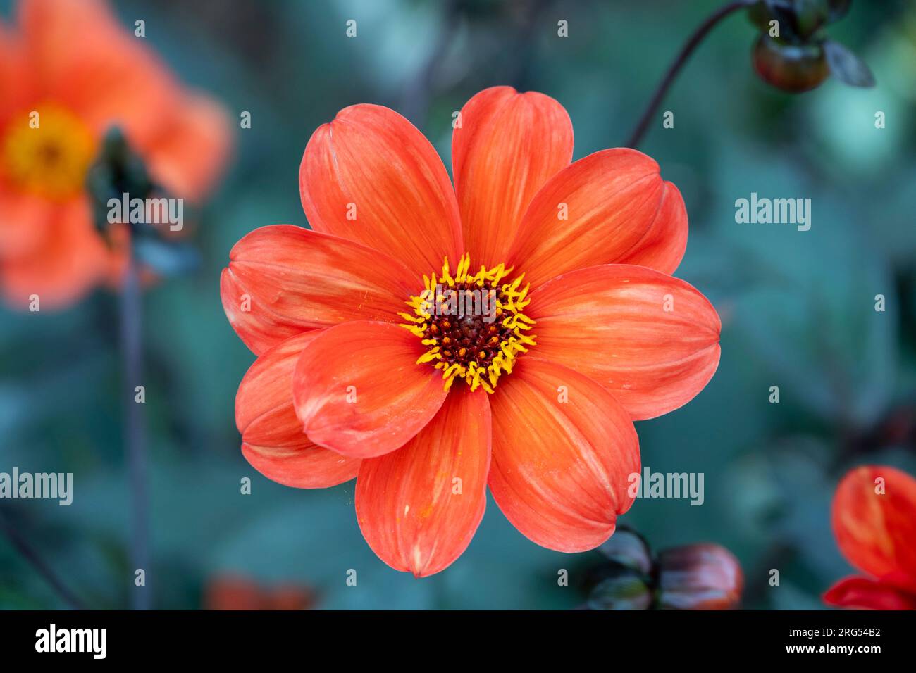 Dahlia Bishop of Oxford, flower Stock Photo - Alamy