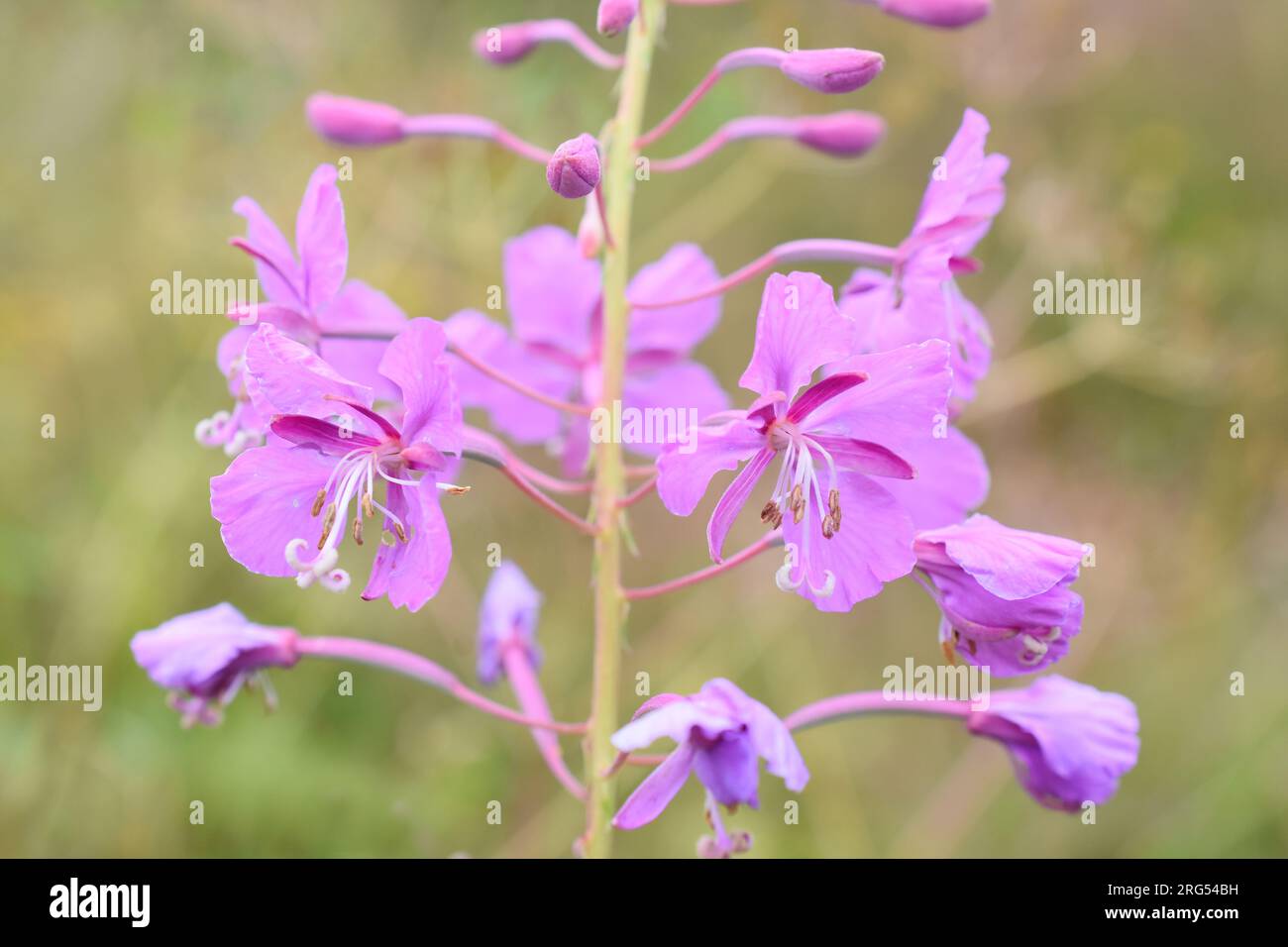 Rosebay willowherb Chamerion angustifolium flowering with pink flowers Stock Photo