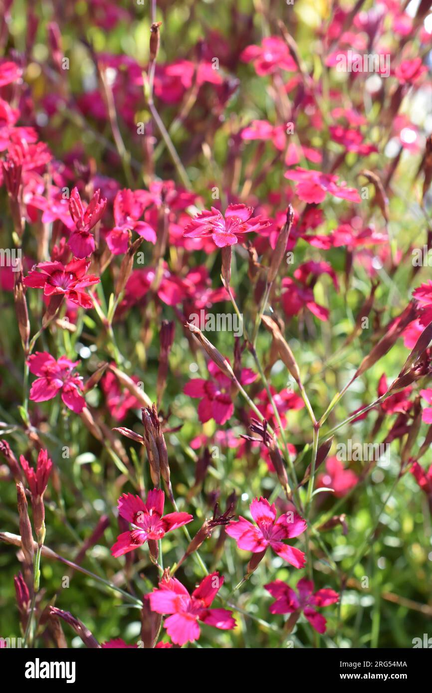 Dianthus deltoides the maiden pink flowering in a garden Stock Photo
