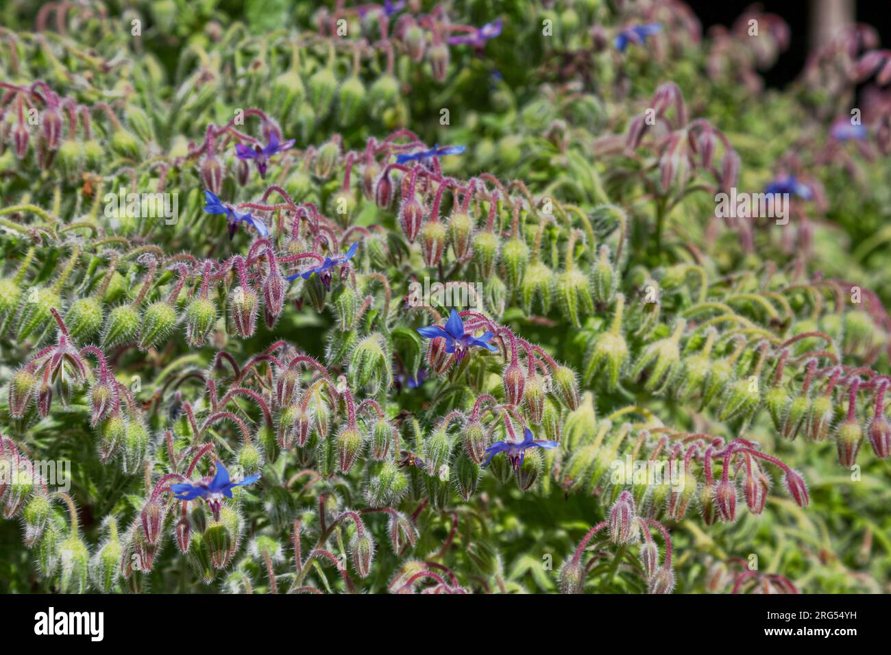 Borago, or borage, is a genus of five species of herbs native to the Mediterranean, with one species, Borago officinalis cultivated and naturalized th Stock Photo