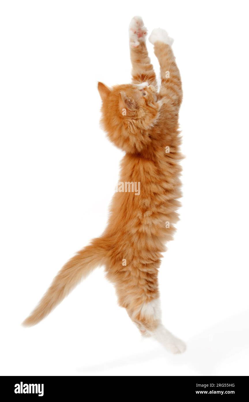 A kitting is jumping up. Taken on a white background. Stock Photo