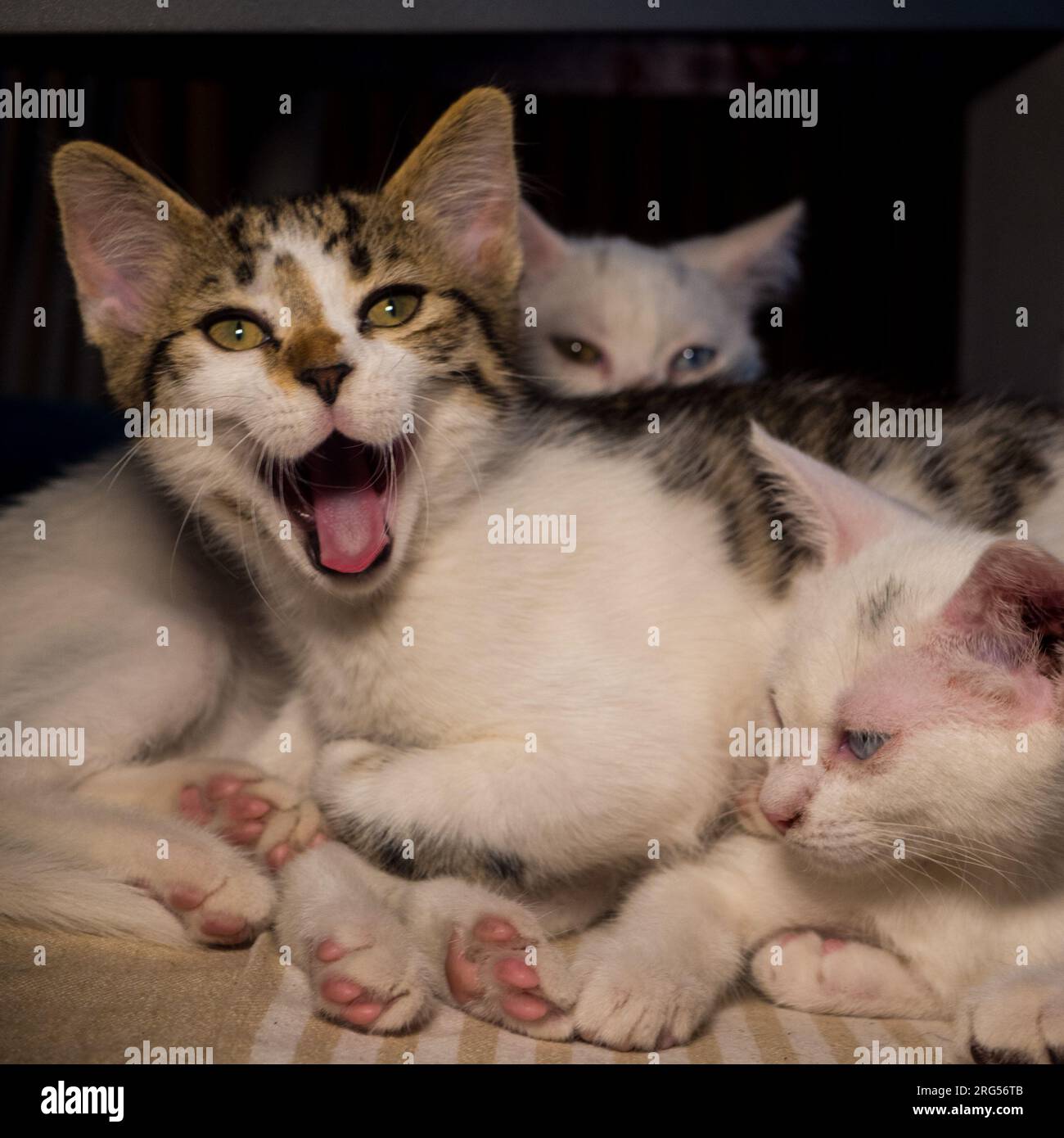 Sweet Kittens Stock Photo