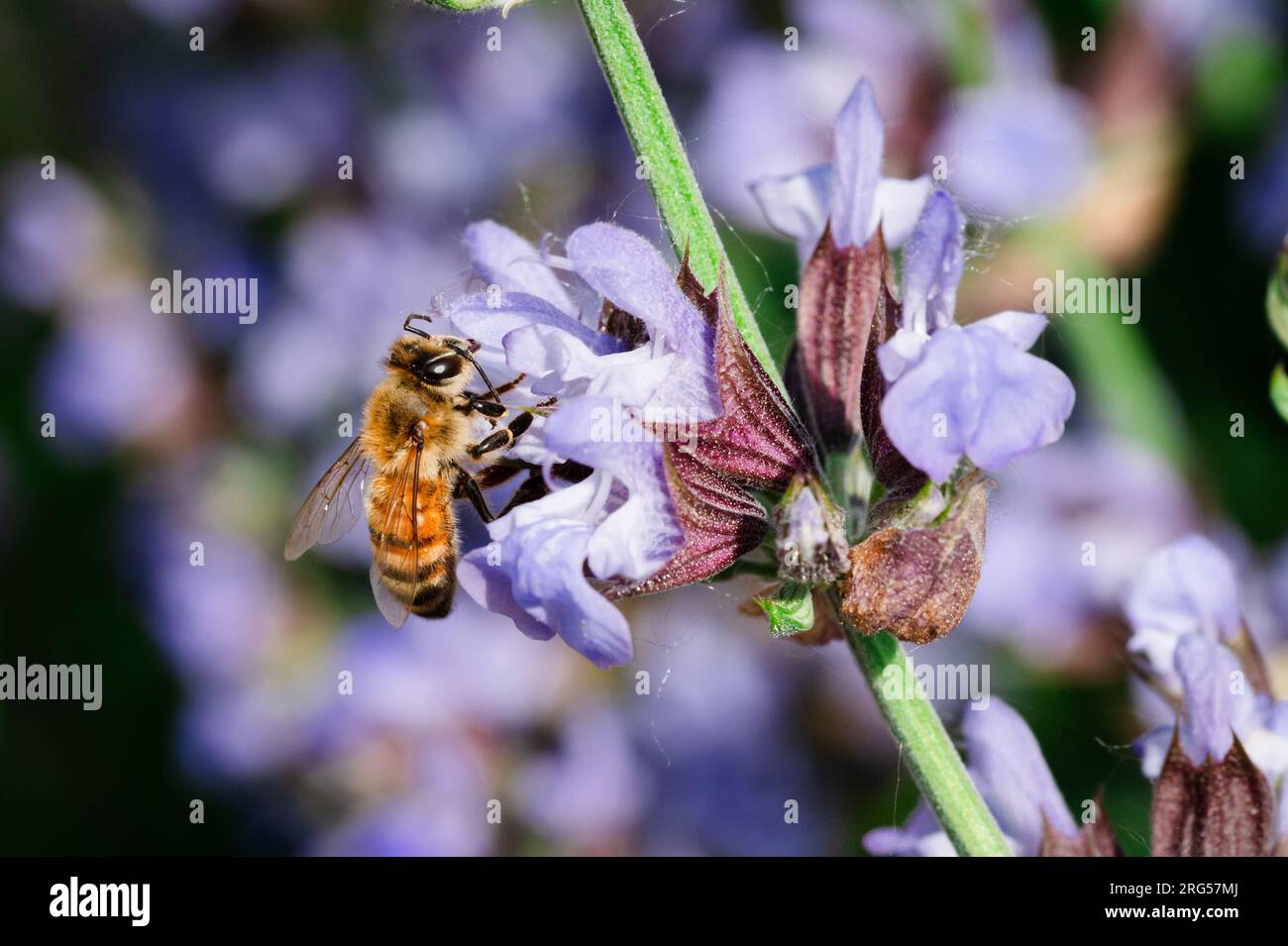 Honey Bee on the flower of a sage plant Stock Photo