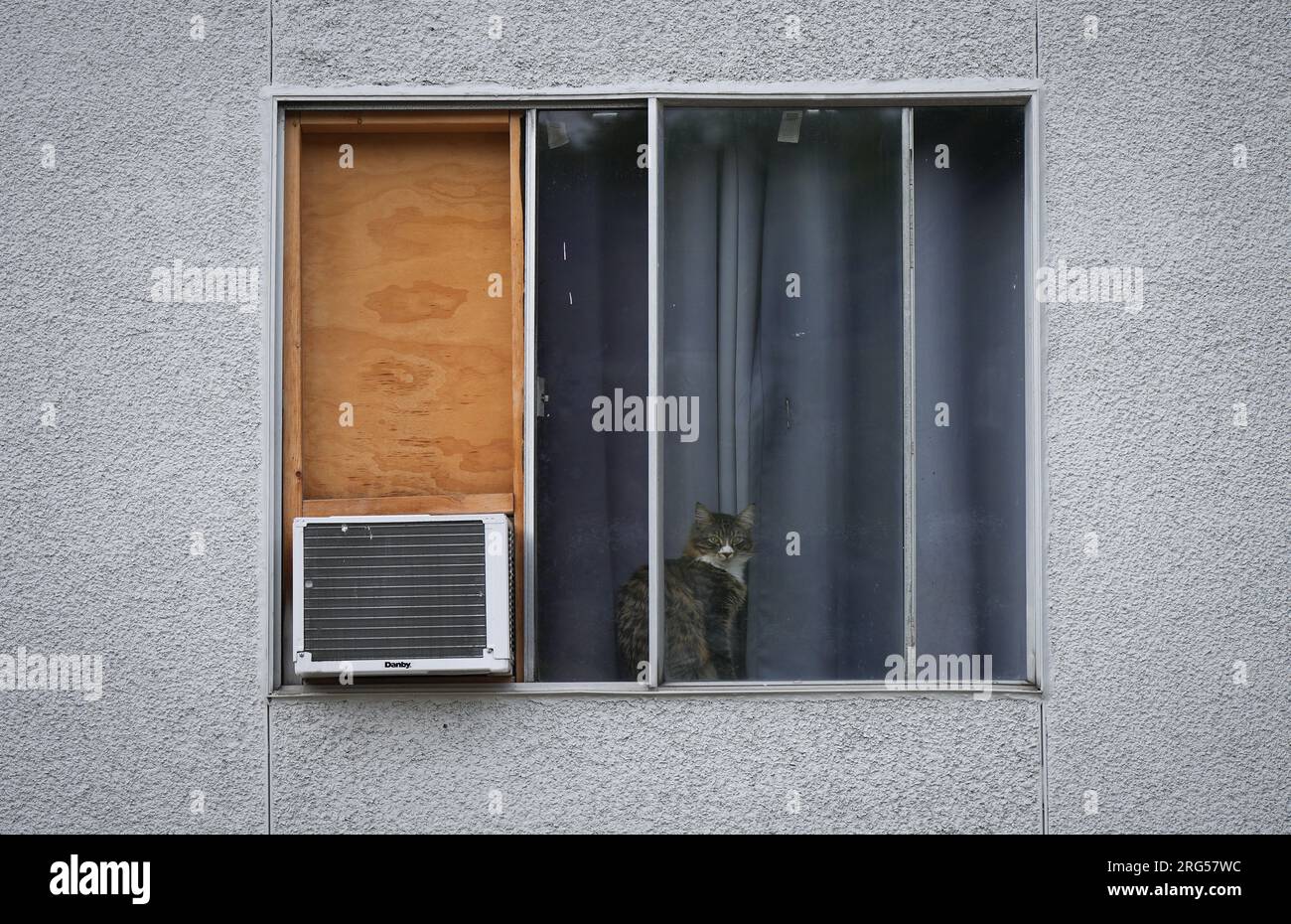 Burnaby, Canada. 05th Aug, 2023. A cat sits in an apartment window