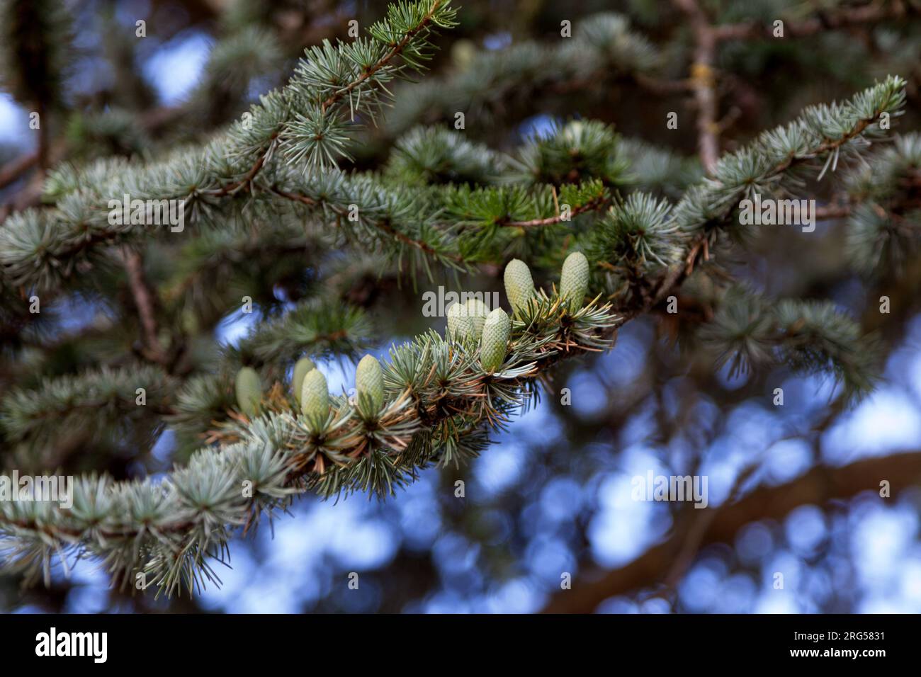 Close up of the pine cones of a Cedar of Lebanonon (Cedrus libani) on tree branch. Stock Photo