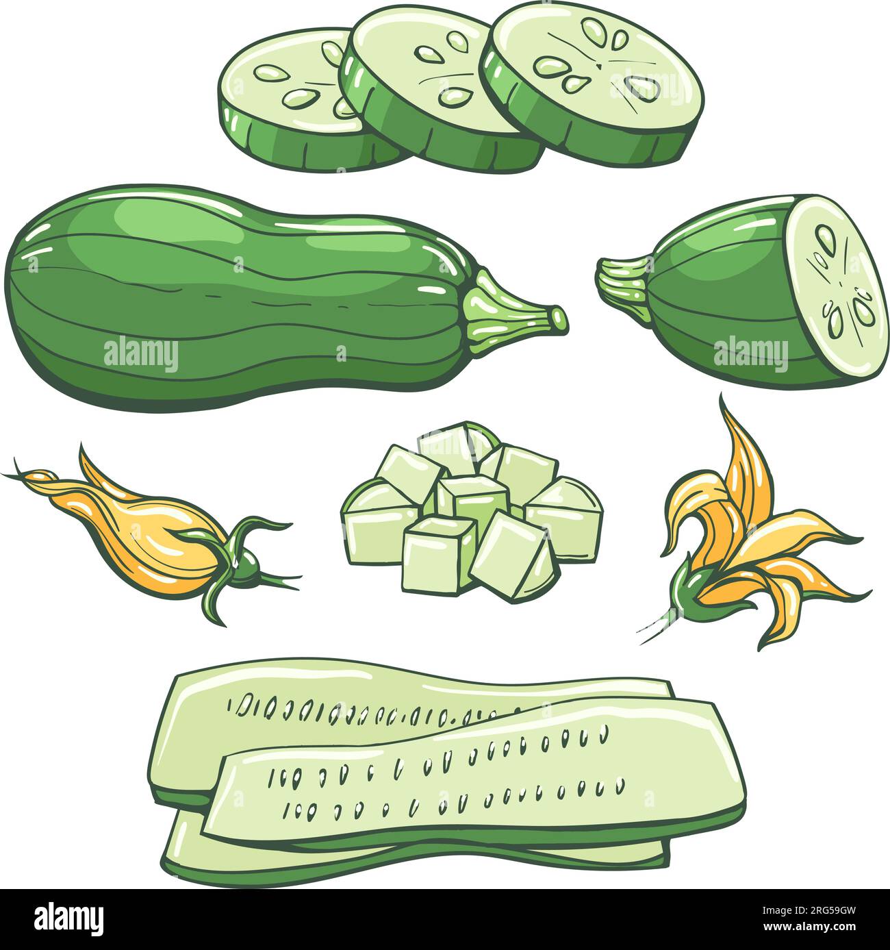 Zucchini vegetables colored sketch Stock Vector
