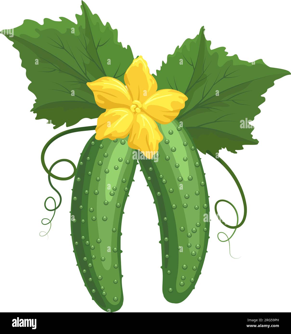 Cucumber plant cartoon drawing Stock Vector