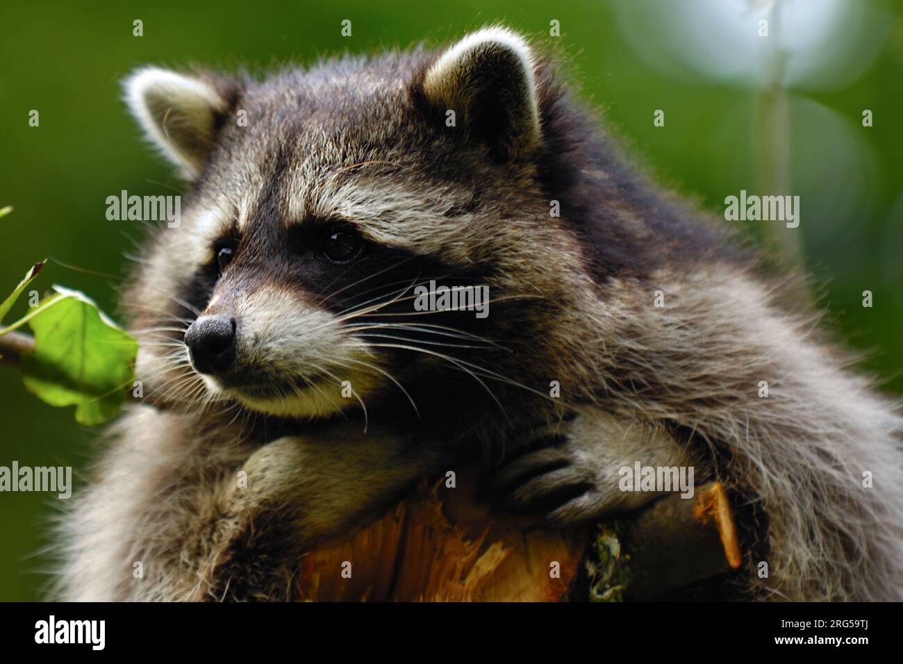 Sad raccoon hi-res stock photography and images - Alamy