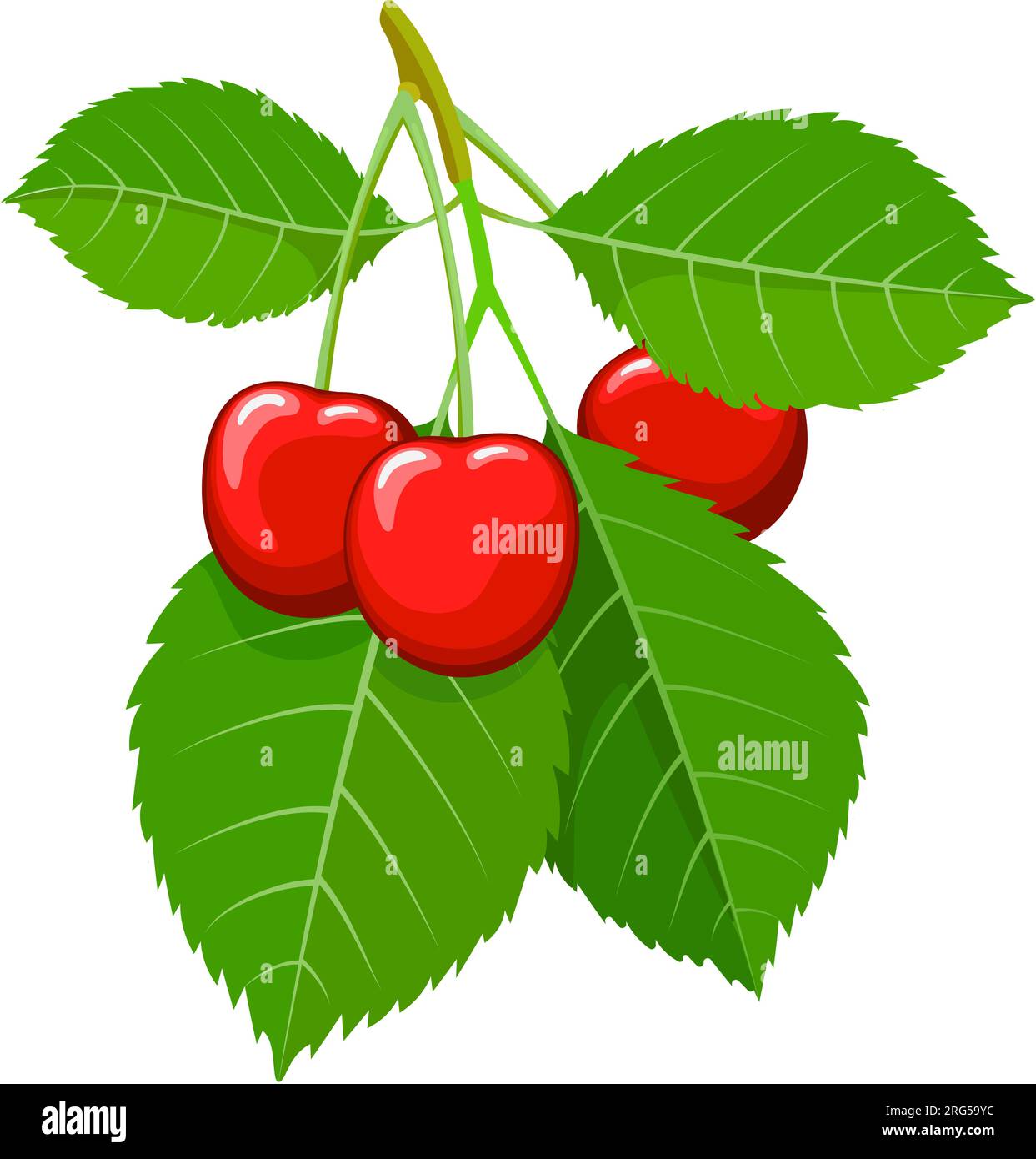 Ripe cherry fruits on branch Stock Vector