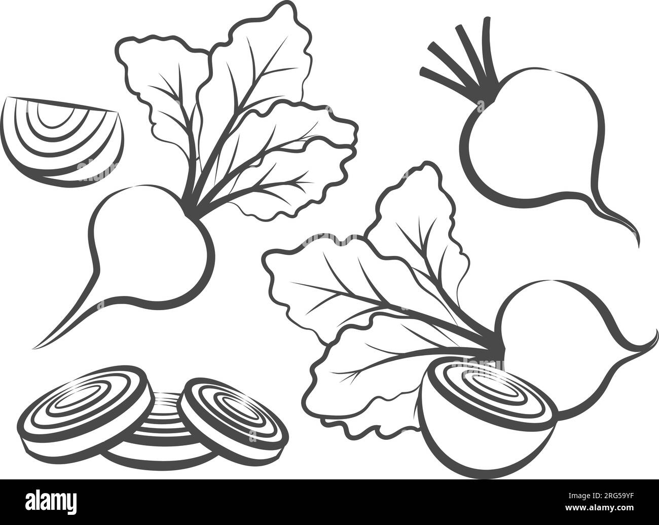 Beetroot outline sketch Stock Vector Image & Art Alamy