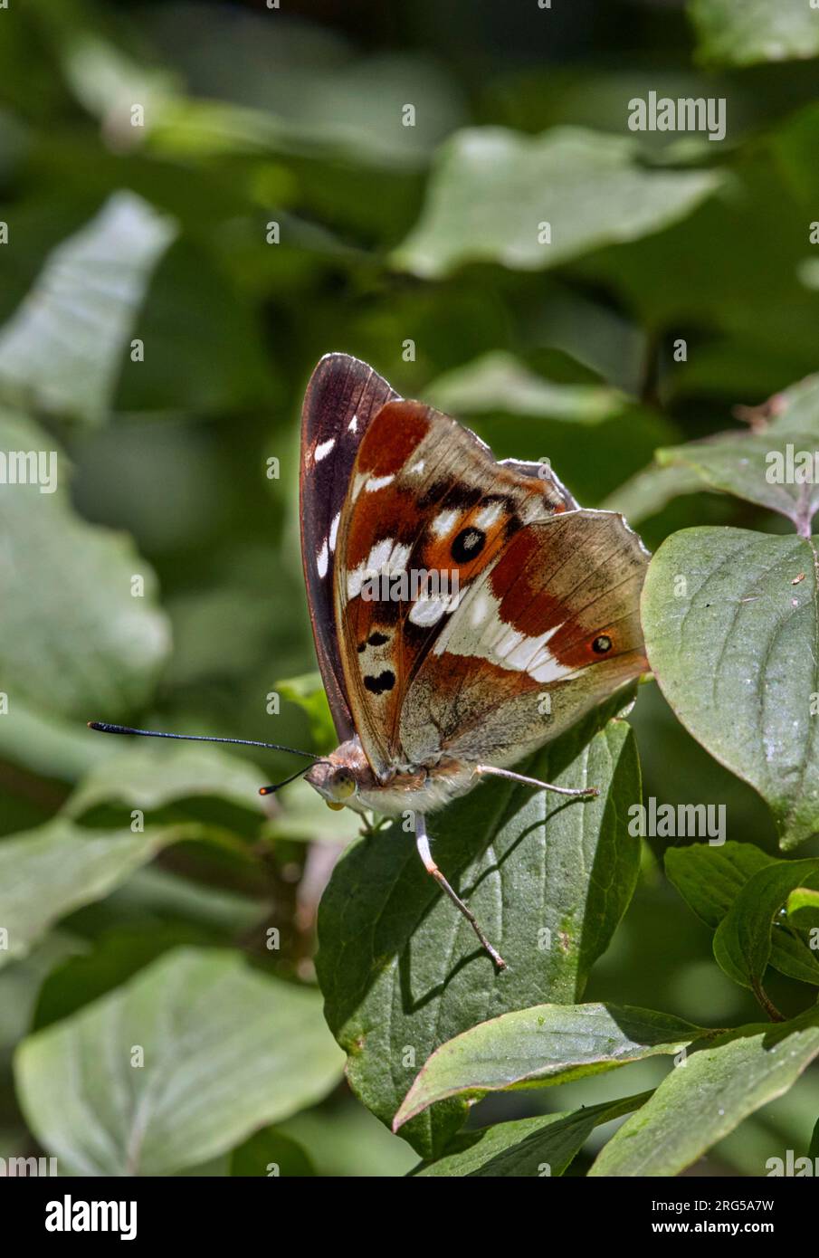 Purple Emperor perched on a leaf. Prince's Coverts, Oxshott, Surrey, England. Stock Photo