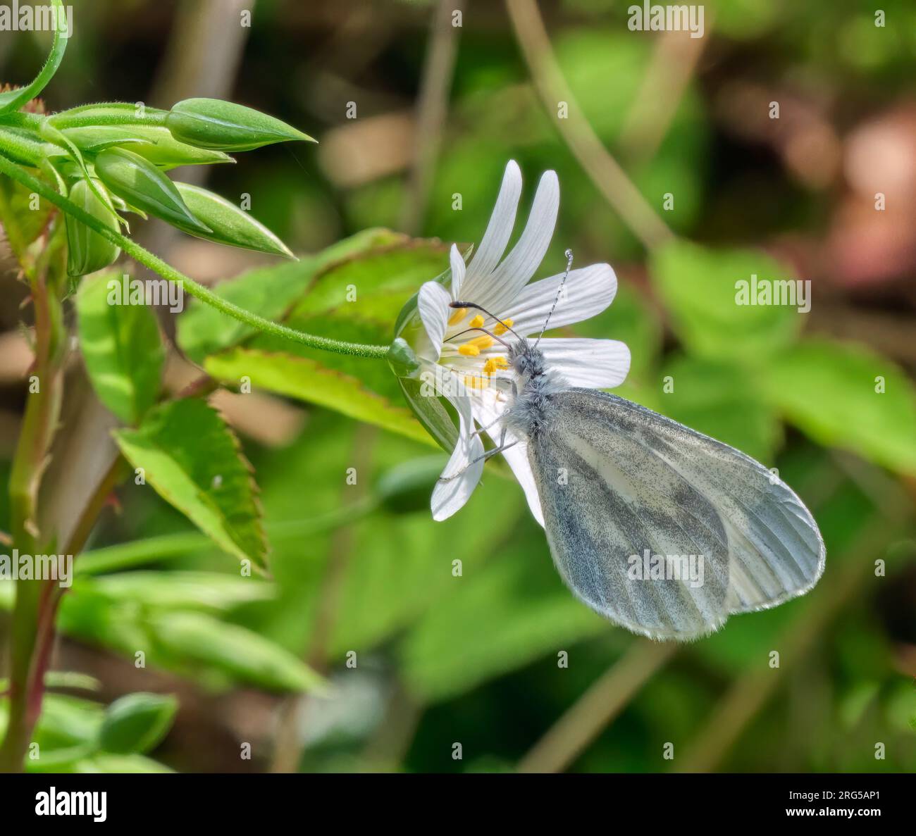 Wood White nectaring on Stitchwort flowers. Chiddingfold Forest, Surrey