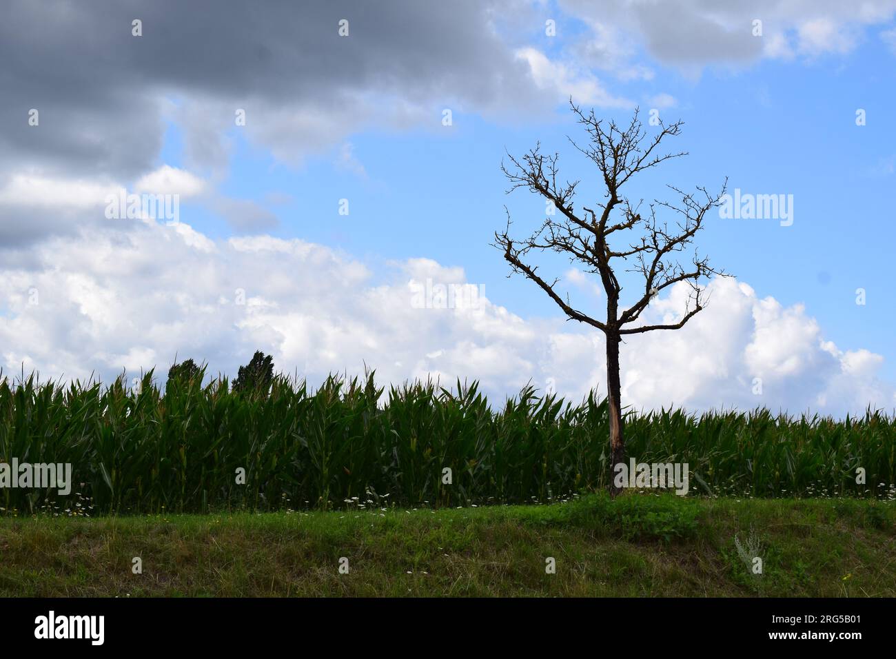 dead tree at a corn field Stock Photo - Alamy
