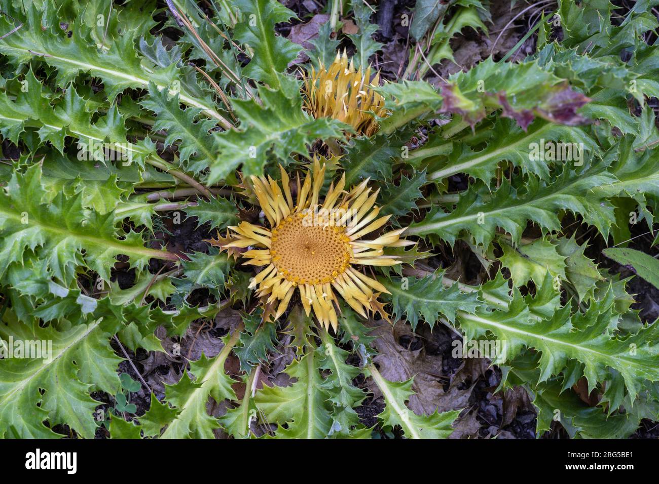 Closeup view of carline thistle or carlina acanthifolia flower and leaves in Pyrenees mountains, France Stock Photo