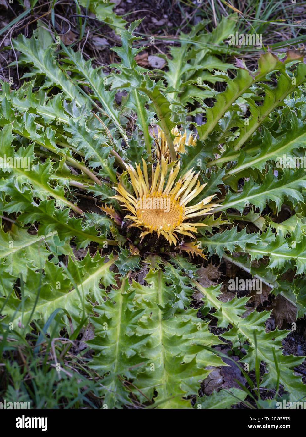 Closeup vertical view of carline thistle aka carlina acanthifolia flower and foliage in Pyrenees mountains, France Stock Photo