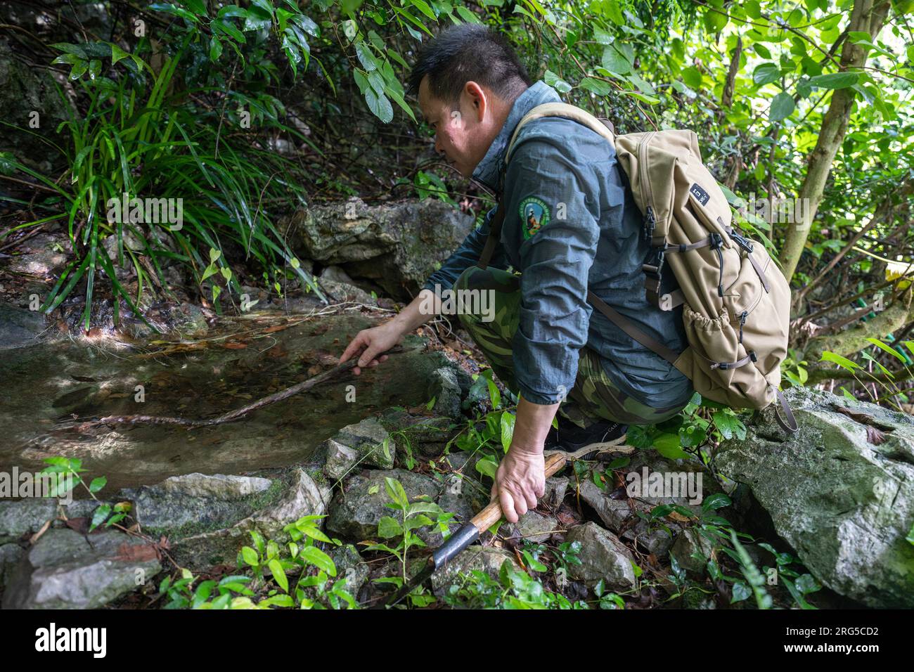 (230807) -- CHONGZUO, Aug. 7, 2023 (Xinhua) -- Ranger Liang Zhizhang moves away a tree branch from a watering place made for white-headed langurs during a patrol at a national nature reserve in Luobai Town of Jiangzhou District, Chongzuo City, south China's Guangxi Zhuang Autonomous Region, Aug. 4, 2023. China's white-headed langur is one of the world's most endangered primate species. Characterized by the white hair on their heads, the animals are spotted in less than 200 square km karst hills between the Zuojiang and Mingjiang rivers in Chongzuo. In recent years, in order to better protec Stock Photo