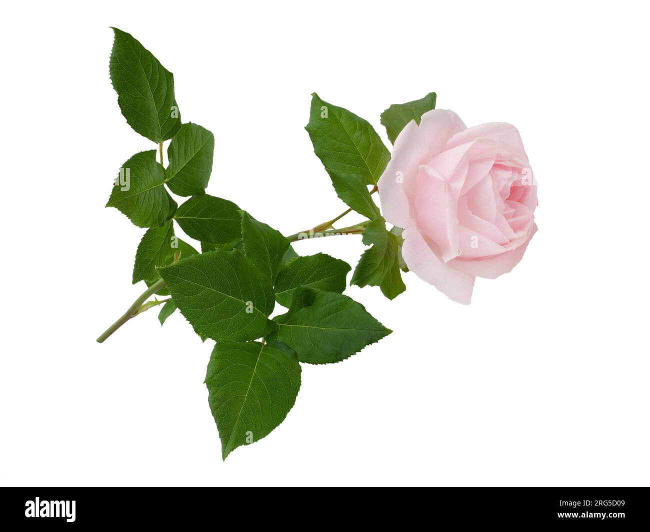 Delicate pink rose with green leaves isolated on white background Stock ...