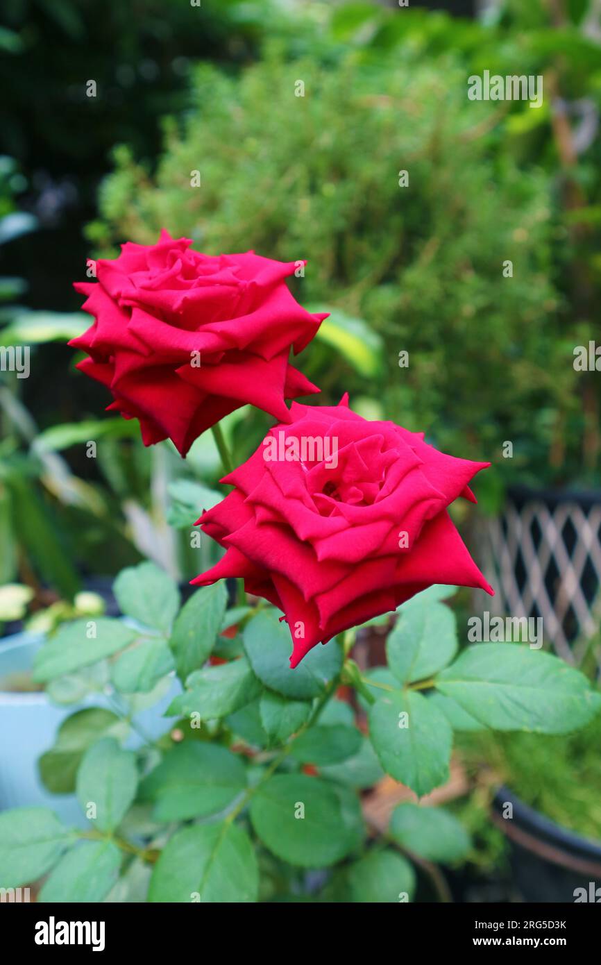 Beautiful blooming garden roses hi-res stock photography and images - Alamy