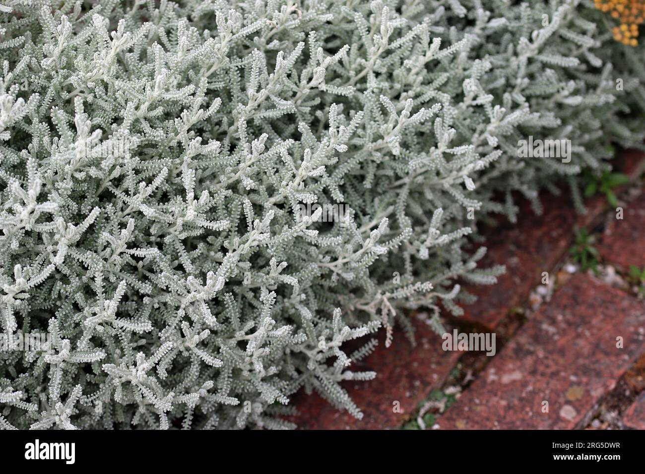 Cotton lavender plant, Santolina chamaecyparissus, silver grey foliage ...