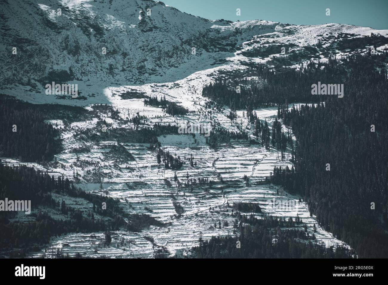 Dense snowy forest hi-res stock photography and images - Alamy