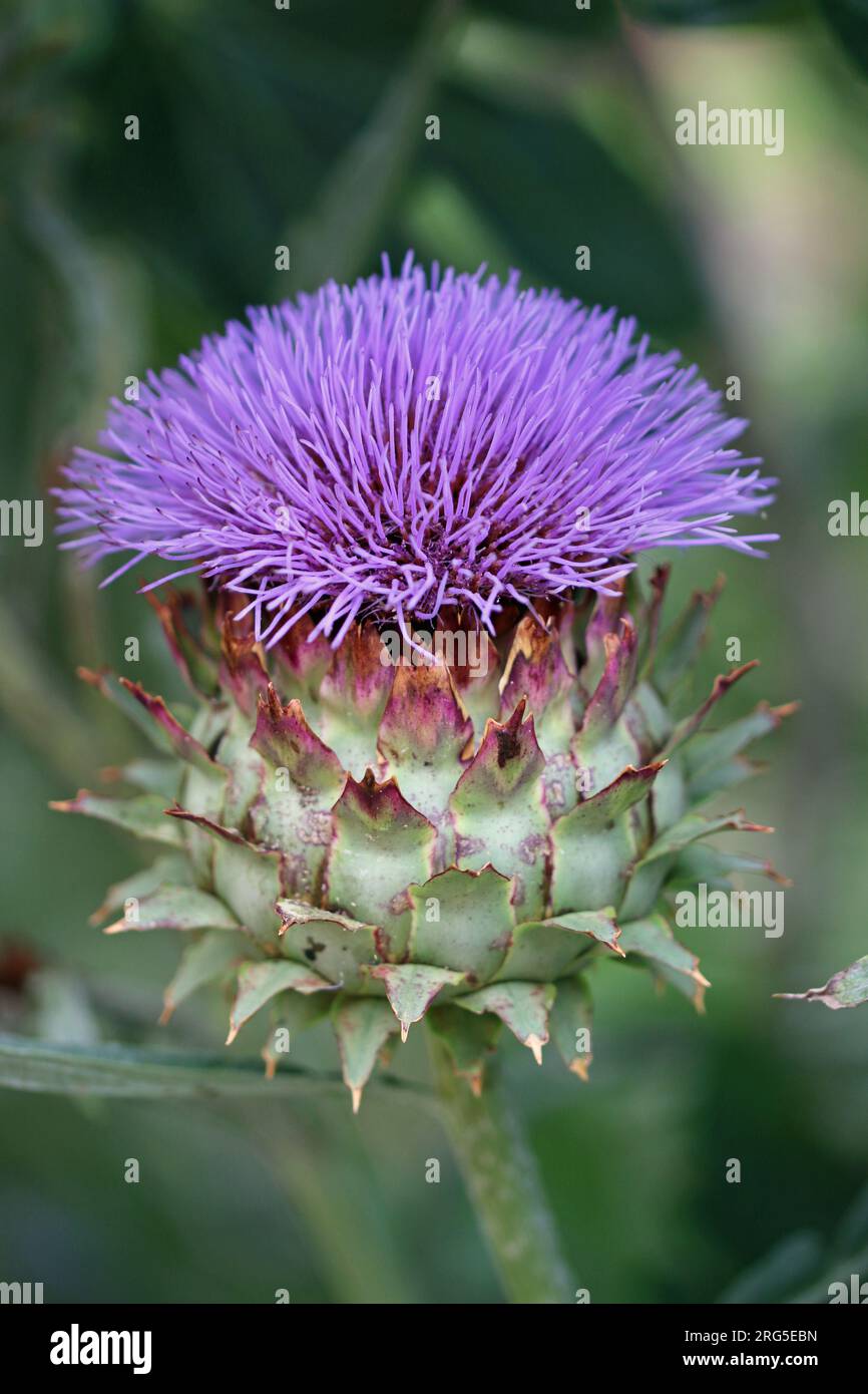 Purple cardoon, Cynara cardunculus, flower in close up with a blurred ...