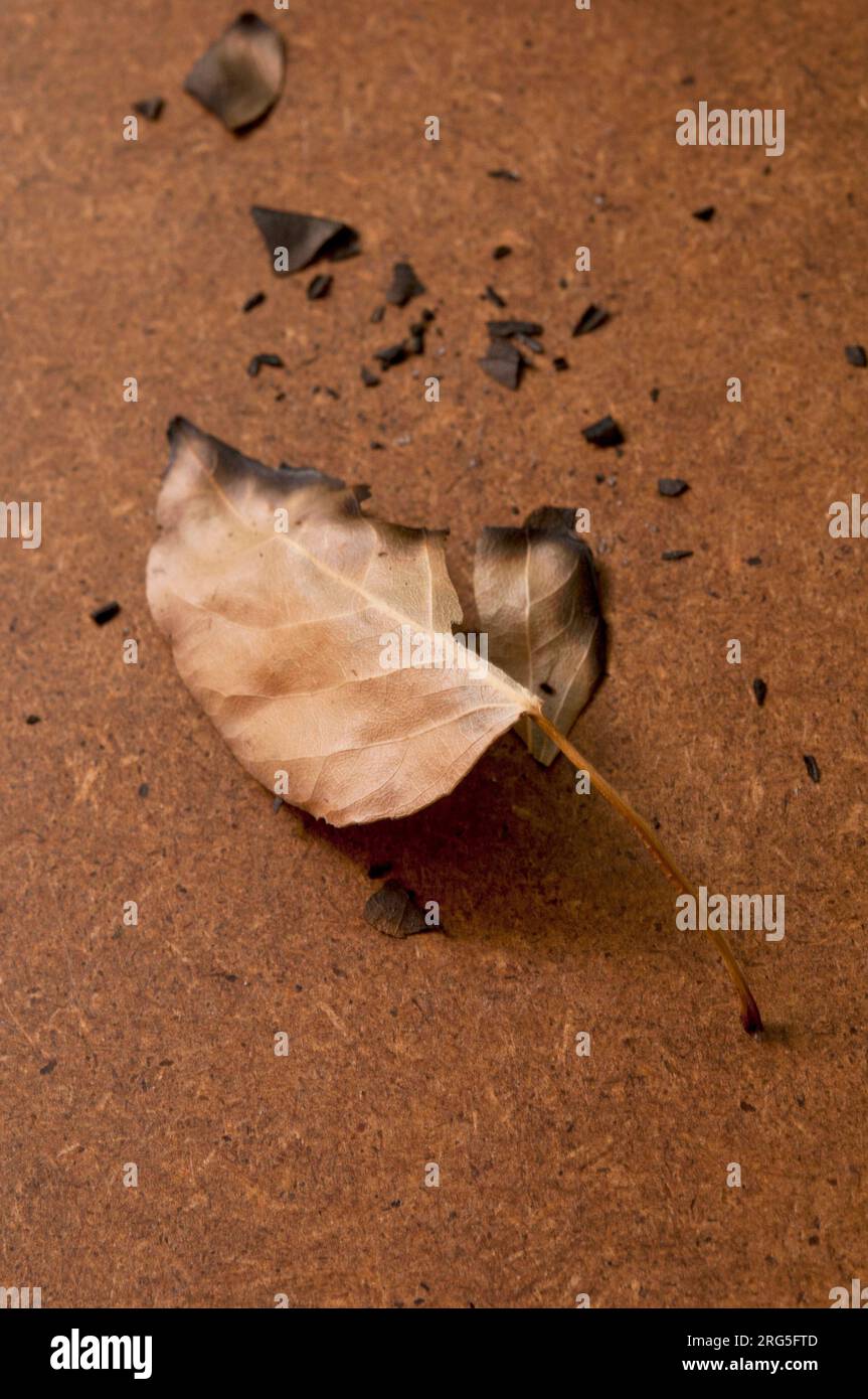 burnt autumn leaf Stock Photo