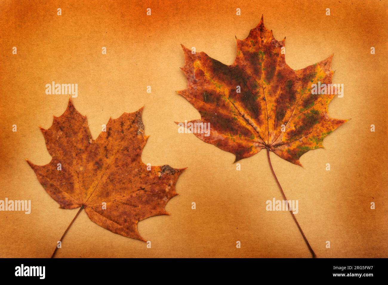 autumn maple leaf still life on a brown backdrop Stock Photo