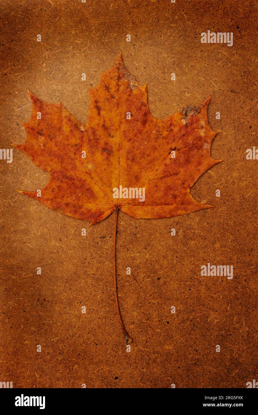 autumn maple leaf still life on a brown backdrop Stock Photo
