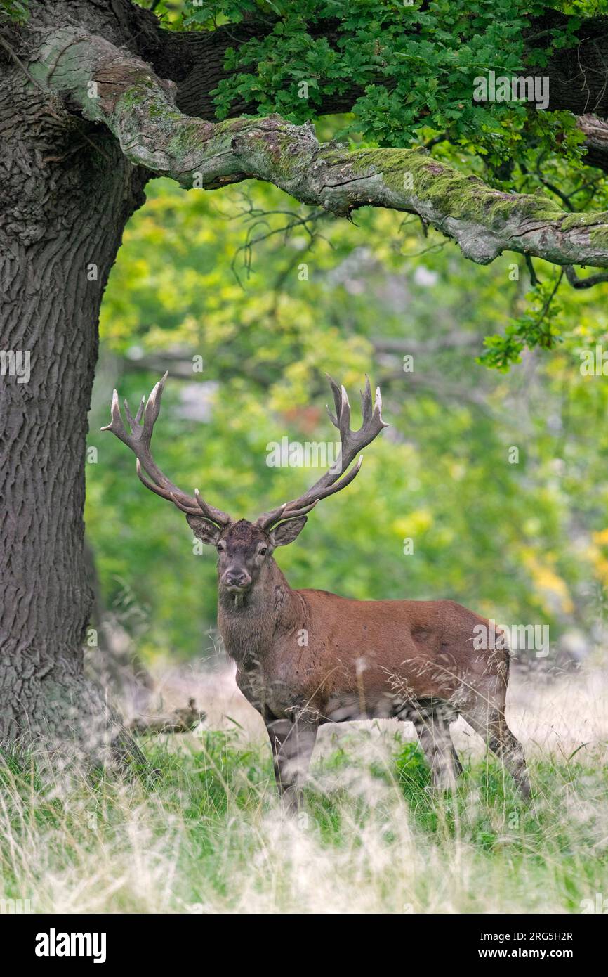 Red deer (Cervus elaphus) stag with large antlers standing under oak tree in forest during the rut in autumn / fall Stock Photo