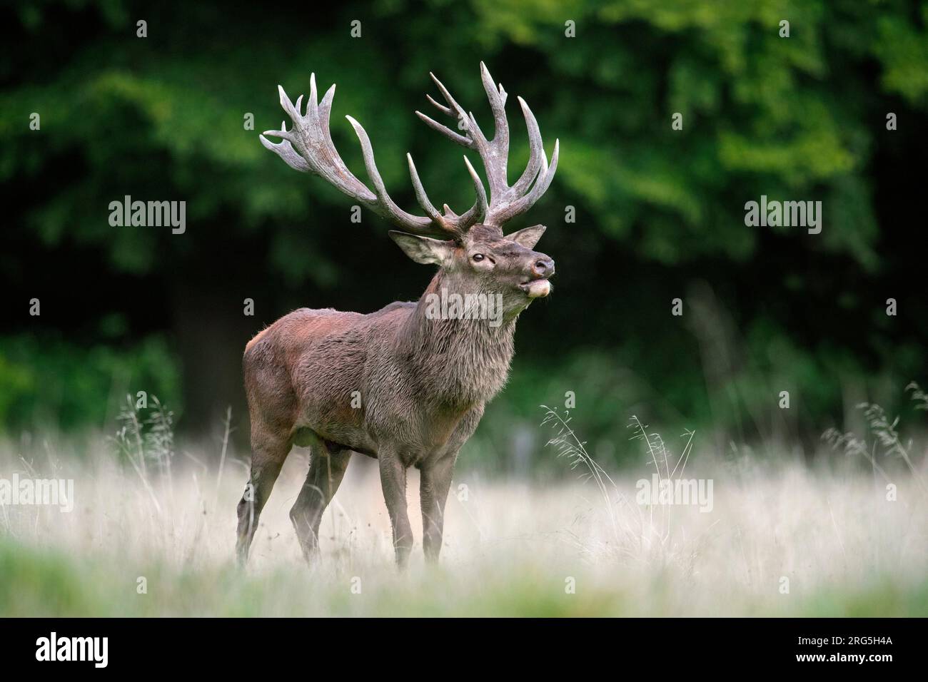 Red deer (Cervus elaphus) stag with big antlers in grassland at forest's edge during the rut in autumn / fall Stock Photo