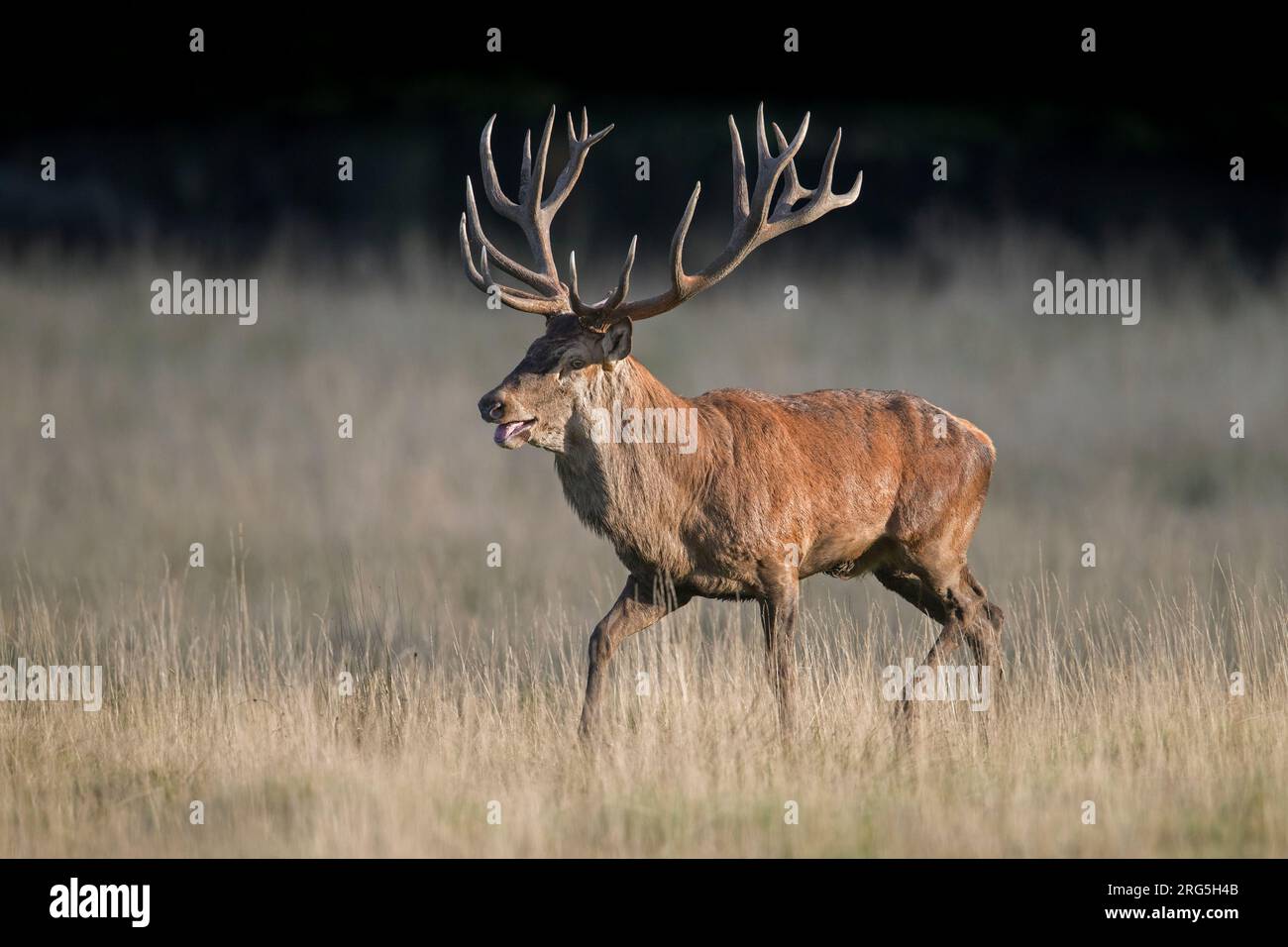 Red deer (Cervus elaphus) stag with big antlers in grassland at forest's edge during the rut in autumn / fall Stock Photo